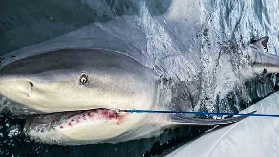 Fishing fight on school trip: 15-year-old catches huge shark