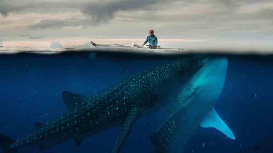 A gigantic whale shark underwater, a small fishing boat on the water surface