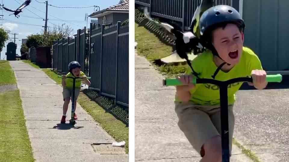 Ten year old is attacked by an aggressive magpie - and learns something for life