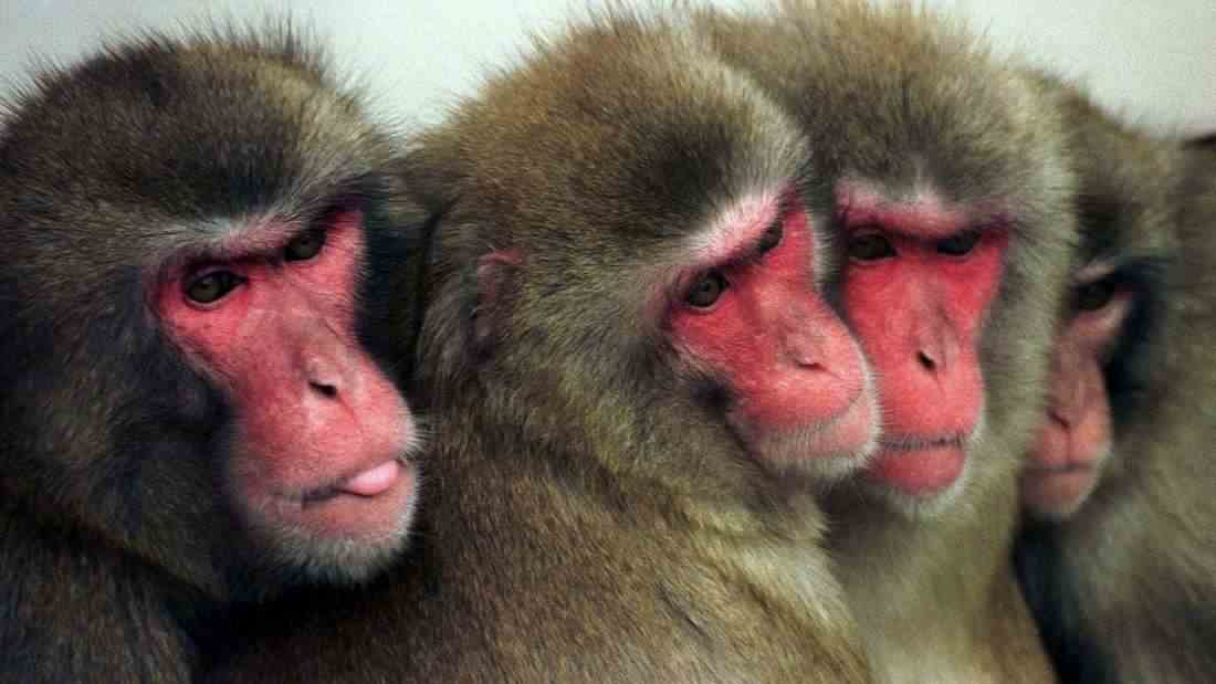 Die Affenpocken breiten sich auf der Welt weiter aus. Mehrere Fälle wurden in Europa und den USA nachgewiesen. (Symbolbild)