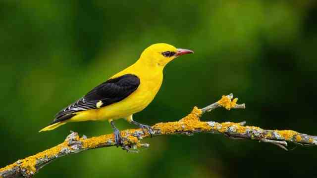 Service for enthusiasts: Despite its bright yellow color, the oriole is hardly visible.  He prefers to hide in the bushes of alluvial forests.