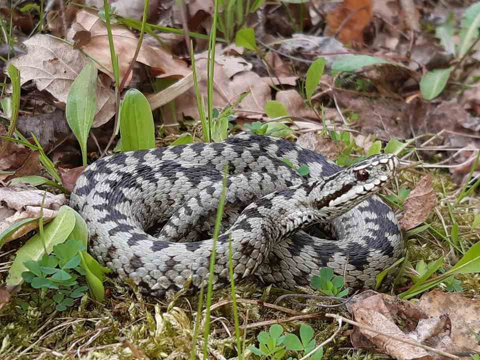 Snake with a dark zigzag pattern