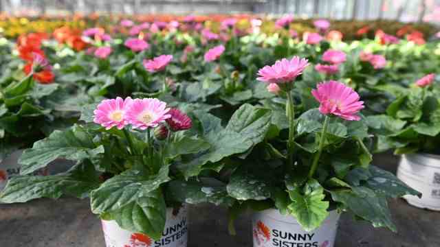 Flowers for the balcony and garden: the gerbera "sunny sisters" is the Bavarian plant of the year.