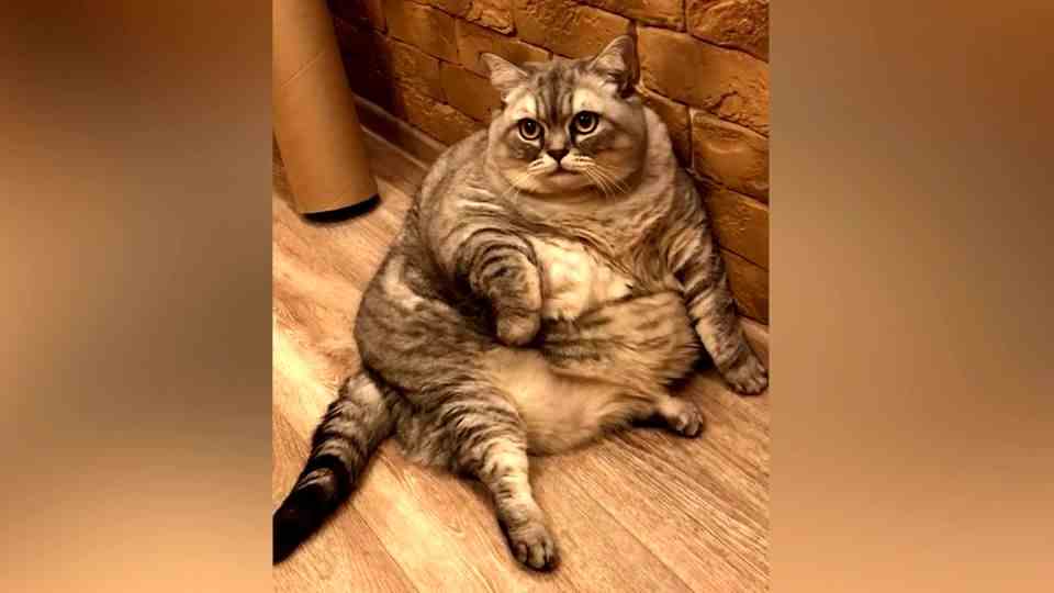 Fat cat Liznya on Instagram