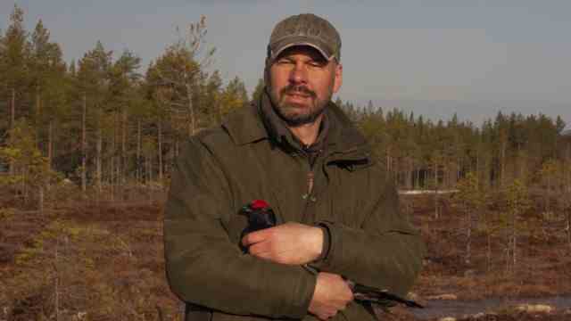 Species protection in Bavaria: Feathered catch: Torsten Kirchner is holding a black grouse in the picture - one of a total of 24 black grouse that the biologist and his team caught in Sweden in the spring and then transported to the Rhön.
