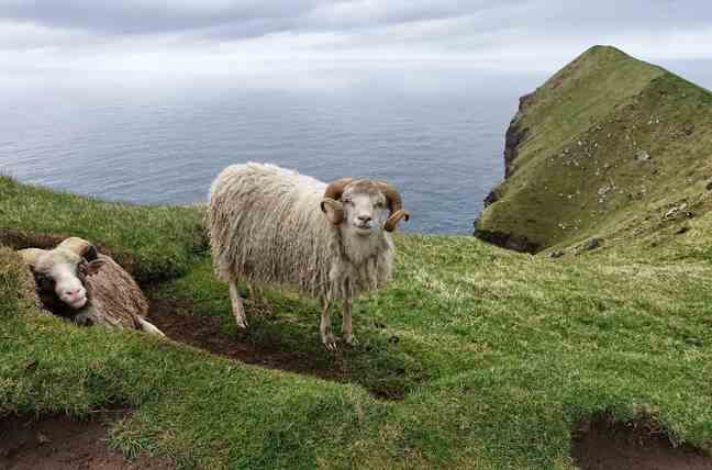 Sheep have been part of the landscape since their introduction by Irish monks, long before the arrival of the Vikings.