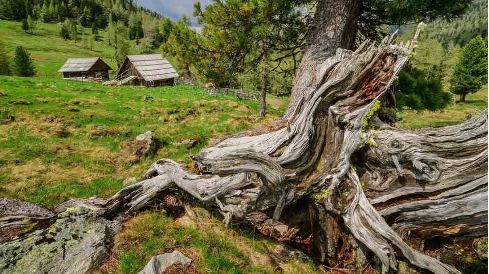 A stone pine tree in the Eastern Alps of Austria
