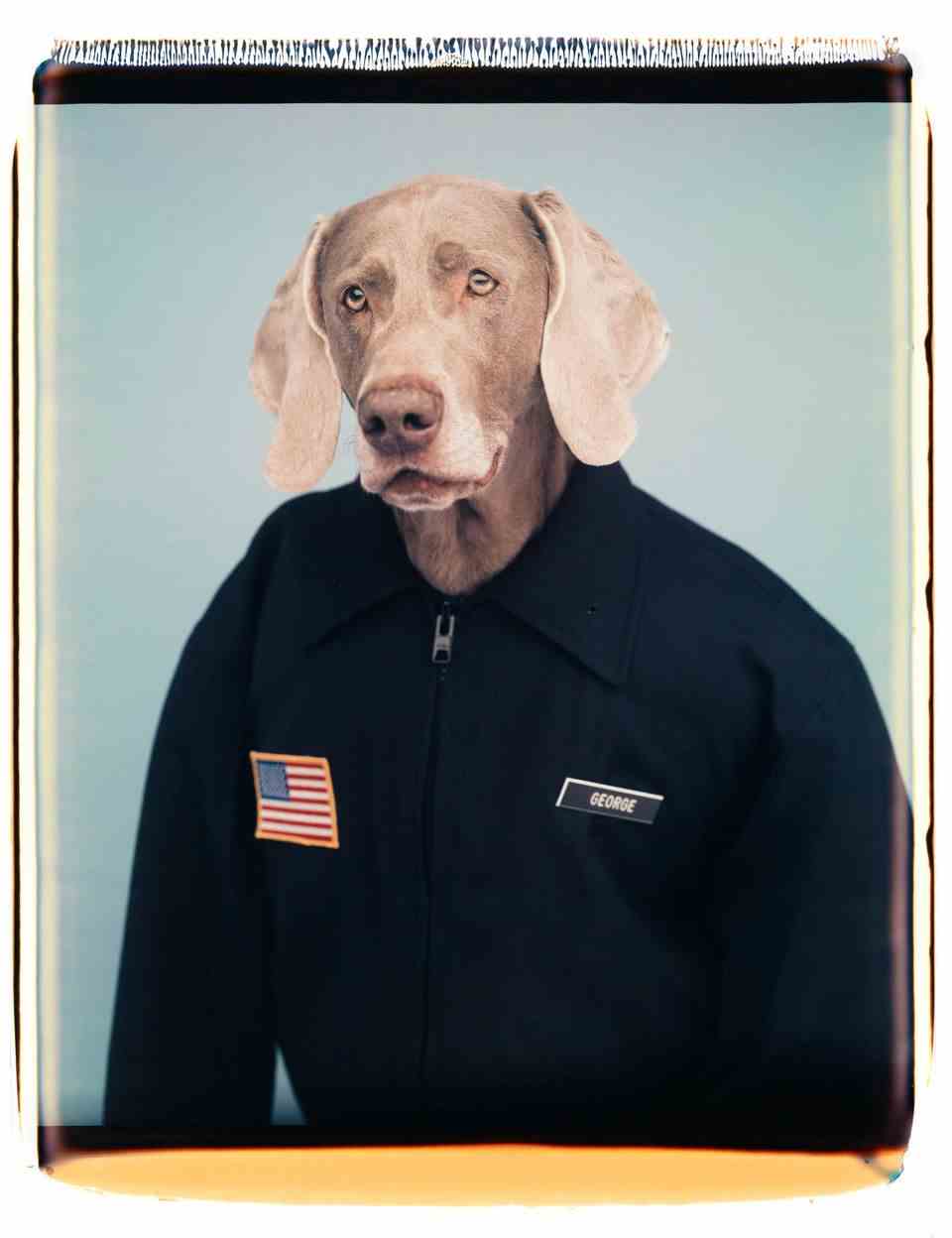 A Weimaraner in a sweater with an American flag and name tag "George"