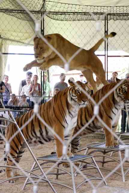 Circus Krone in Weßling: The lions jump, the tigers keep still, the audience whispers and claps.  The animals can completely block out the noise, says Krone Farm's in-house animal welfare officer.