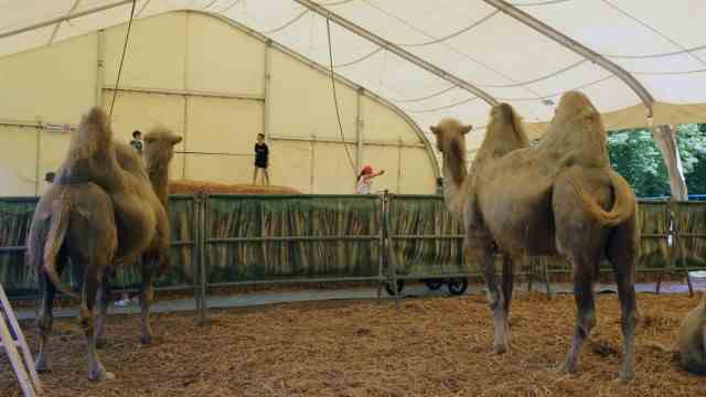 Circus Krone in Weßling: There the camels are watching: Next door the youngest are romping through the straw bed.