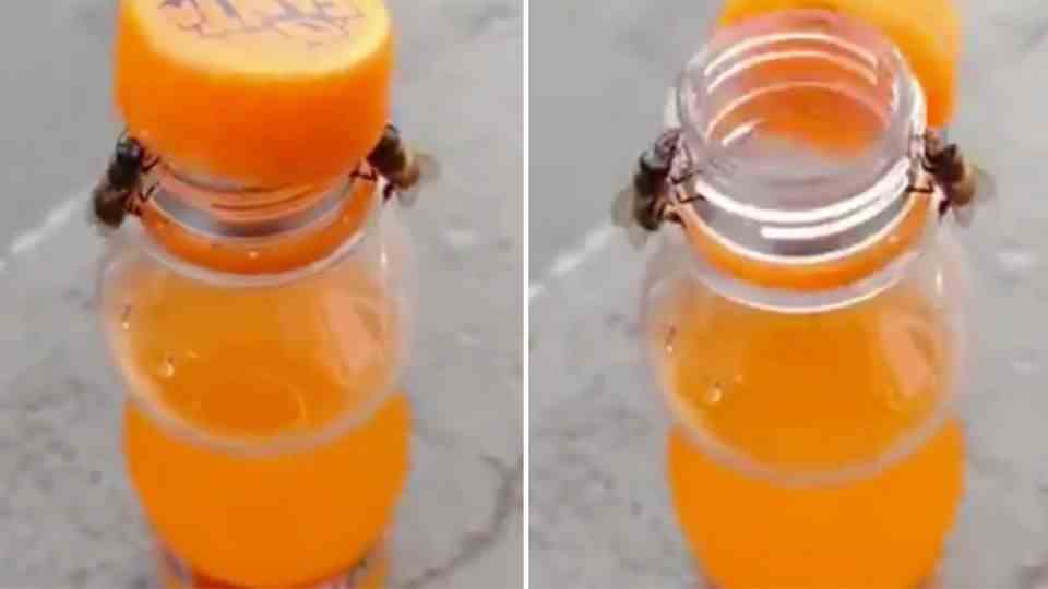 Bee deaths: unwashed honey jars in the used glass container: death sentence for entire bee colonies