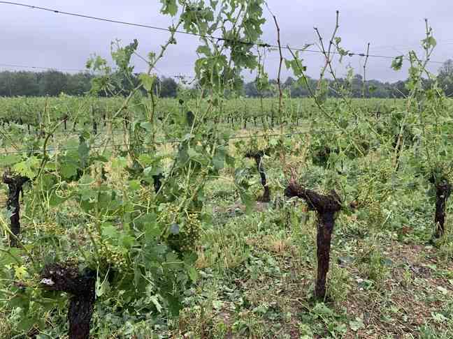 Plot of vines affected by hail in the north of the Gironde