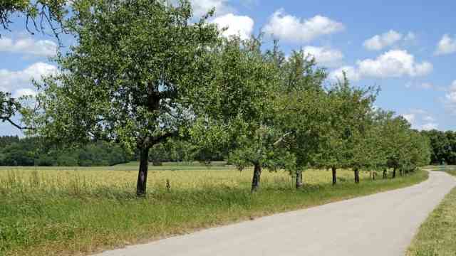 An avenue of apples and pears in Neufahrn: 53 pear and apple trees adorn Neufahrn's Haarkirchner Strasse.