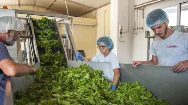 Organic Farming: Leaves for millions of jars: The basil production line at La Selva.