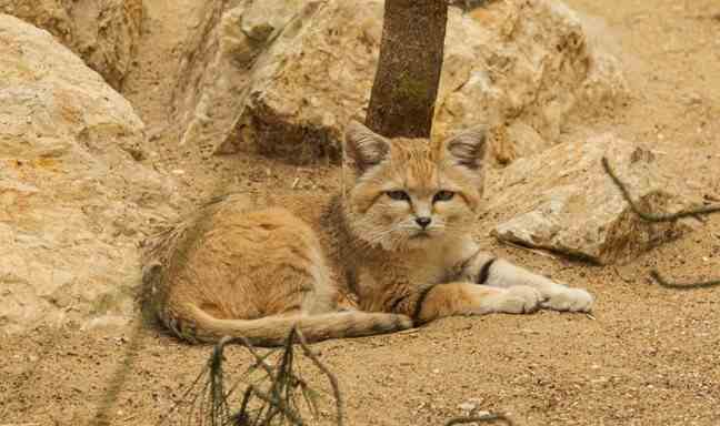 This sand cat is housed at Les Terres de Nataé animal park, formerly known as Pont-Scorff zoo, in Morbihan.