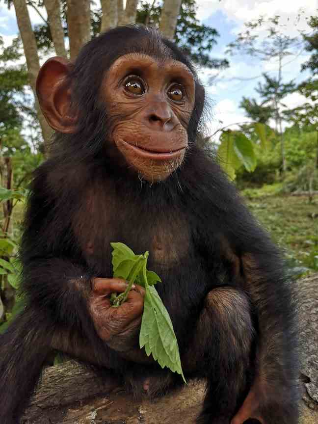 Elonga is one of the monkeys that P-WAK collected in the DRC.