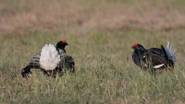 Species protection in Bavaria: Showing off: Two black grouse fight on a mating ground for the favor of a black hen.