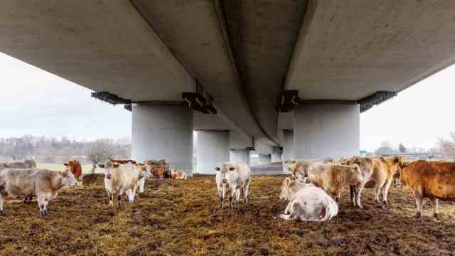 Travelogue on Autobahns: In a floodplain near the Duisburger Kreuz, under the A 40 - the bridge is called "crutches" - graze cows.  Photographer Michael Tewes discovered them by accident.