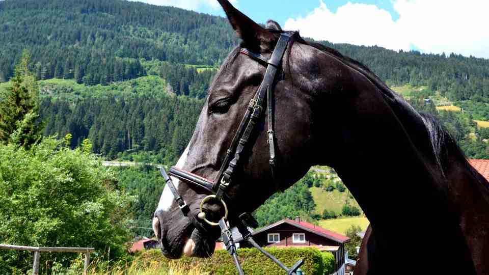 There are two riding stables in the region where you can take riding lessons on big horses or ponies.  Here the stallion Eveedeen des "Riding club Gastein". 
