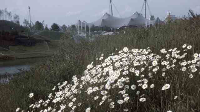 Olympia '72 und die Nachhaltigkeit: Blumenpflücken erlaubt: Für den Landschaftsarchitekten Günther Grzimek sollte der Park robust bestückt werden - Schmuckpflanzen schieden aus.