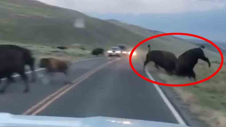 Wyoming: Gored with Horns - Series of bison attacks in Yellowstone Park