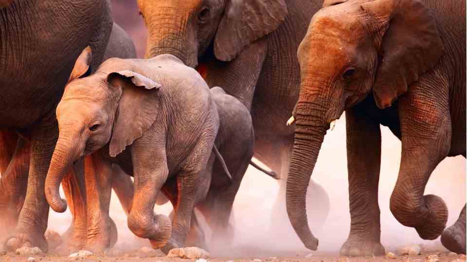 A herd of elephants on the move