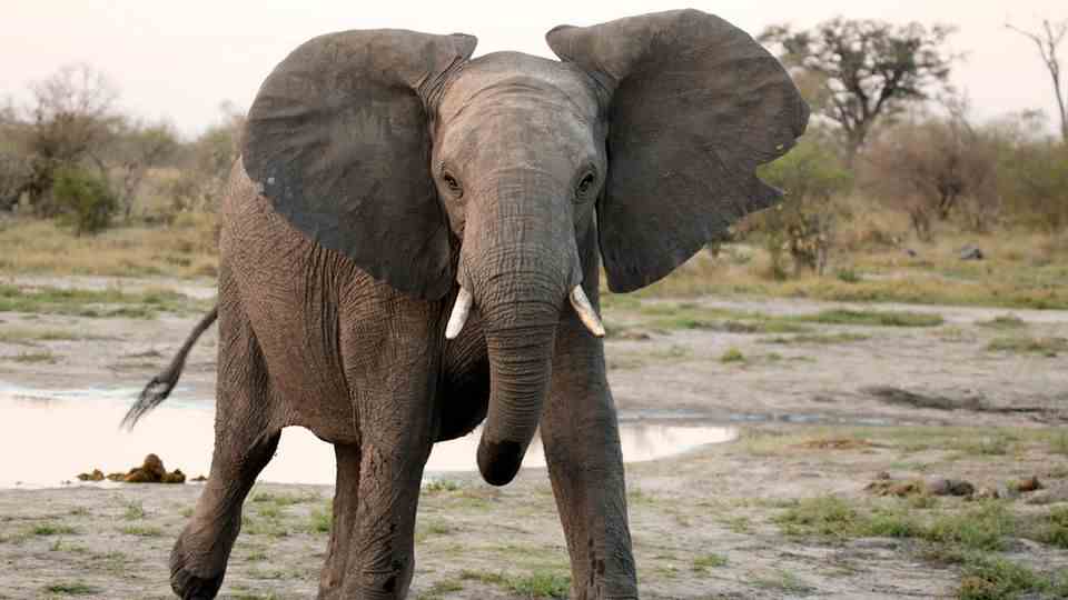 An African elephant attacks