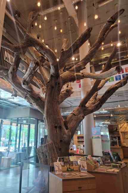 Sustainability in Hamburg: In the lobby, a tree winds its way towards the ceiling - it is on permanent loan from the artist Ai Weiwei.