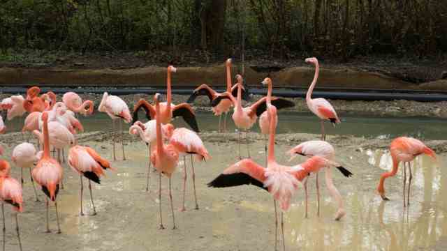 Hellabrunn: When it has rained heavily, flamingos shake out their feathers.