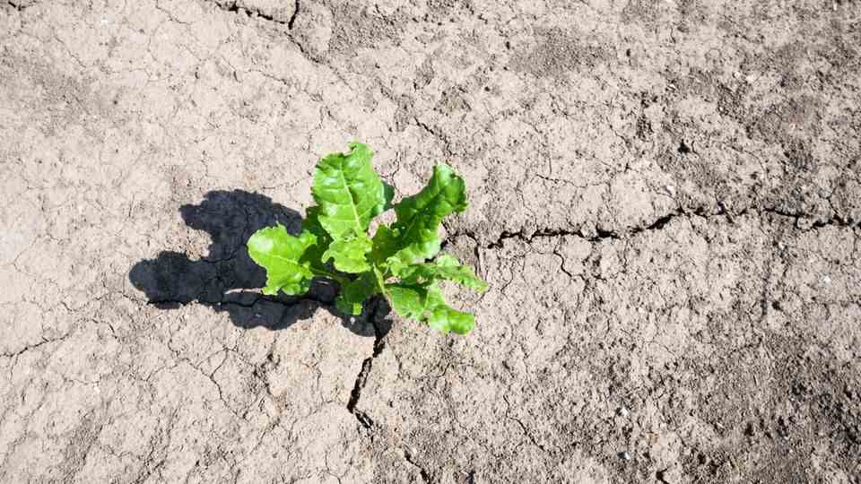 In Sehnde near Hanover, a sugar beet is growing on a field that is already showing dry cracks.  The persistent drought is causing problems for farmers in eastern Lower Saxony in particular.