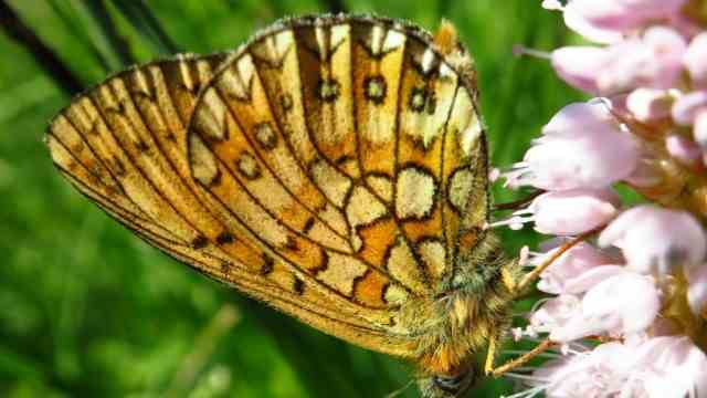 Biodiversity: The fringed fritillary lives on the Hachinger Bach.