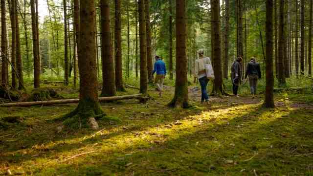 Strategien gegen die Hitze: Hier kann man noch ganz allein mit sich und der Natur sein: Spaziergänger im Perlacher Forst.