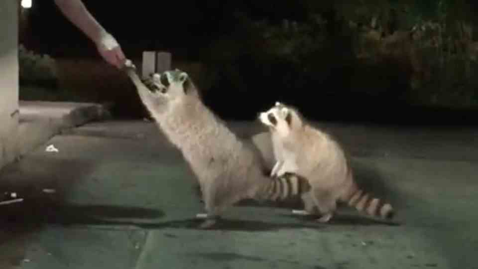 Cute shots: raccoons pick up fast food at drive-thru counters
