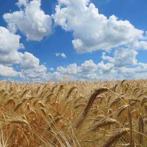 "The grain appears to be ready for harvest"states hessenschau.de user Cornelia Eltzner from Schwalmtal (Vogelsberg).