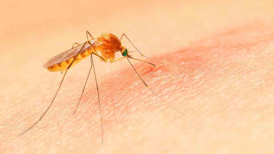 Anopheles mosquito bites humans
