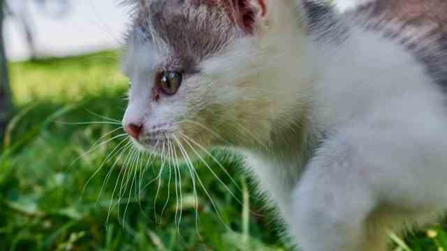 Farming: One of the very young court cats.