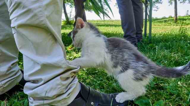 Farming: One of the farm cats.