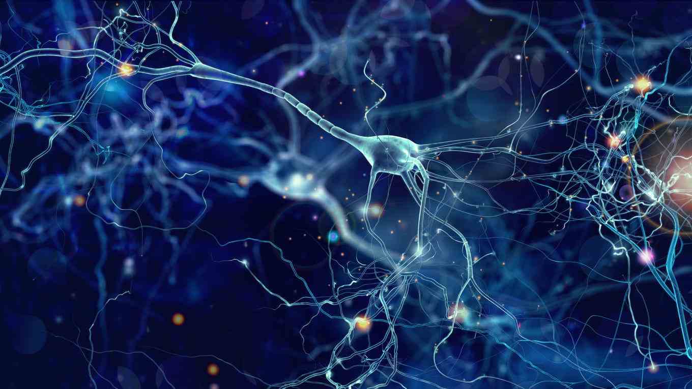 What are synapses?  Small "Gaps" in the brain