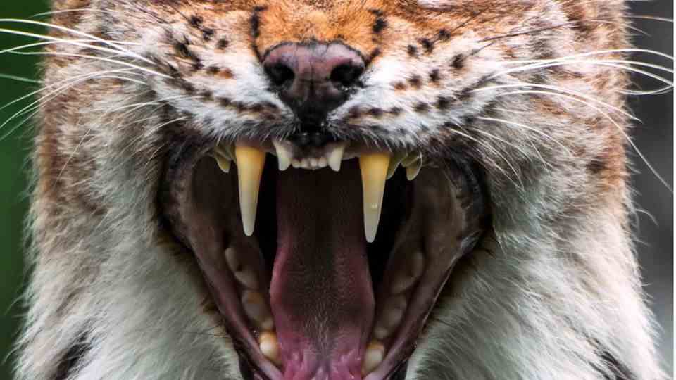 Lynx shows his teeth
