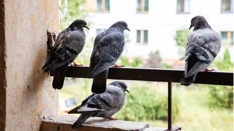 Pigeons on the balcony: drive away the animals with these tips