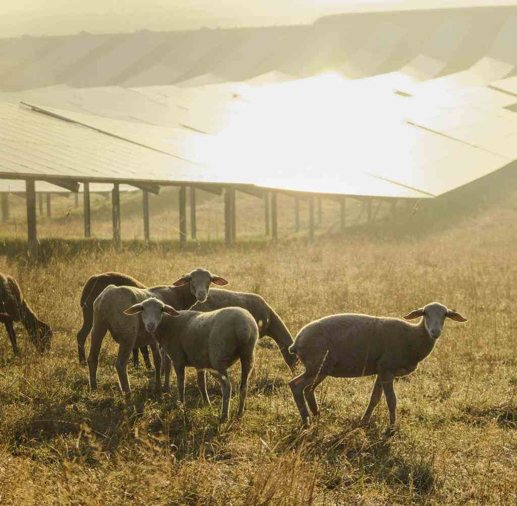 Schafe fühlen sich unter schattigen Solarpanelen wohl