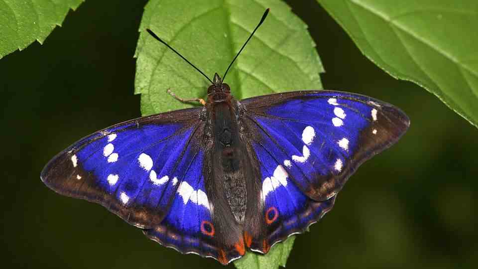 Blue glowing butterfly