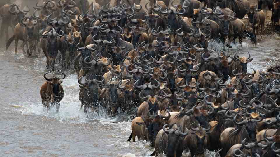 Cruel spectacle: The mass migration of the wildebeest in the Serengeti National Park is world famous.  Hundreds of thousands of animals cross the Mara River every year.  Although most reach the safe bank, several thousand animals die.  US researchers estimate that around 6,250 wildebeest die in the river every year.  They have studied mass death from a biological point of view and want to have elicited a deeper meaning from it.
