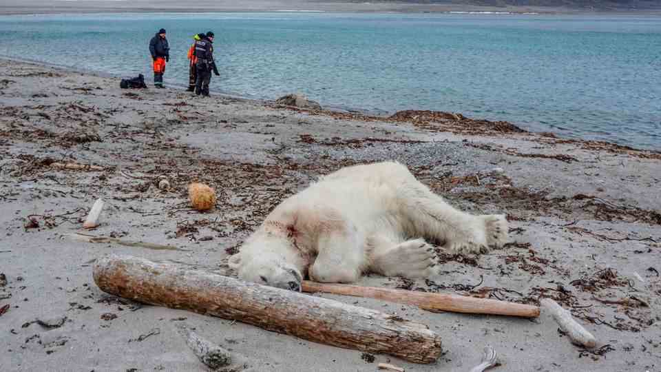 A polar bear lies dead on a sandy beach with a bloodstain on its neck