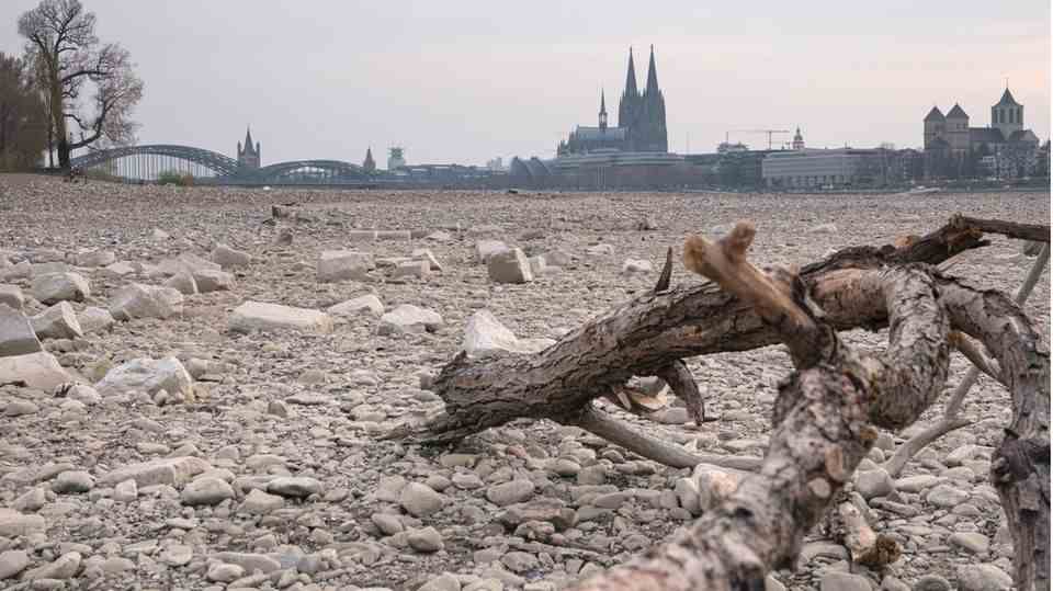 Rhine dry - Cologne Ast