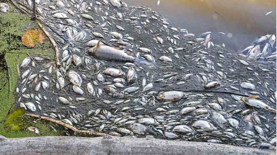 Many dead fish are floating in the water of the German-Polish border river Oder in the Lower Oder Valley National Park north of the city of Schwedt.  On the same day, Brandenburg's Environment Minister Axel Vogel (Bündnis 90/Die Grünen) informed himself about the situation on the river during an on-site visit.  According to the Polish Environmental Protection Agency, the fish kill in the Oder was probably caused by water pollution by industry.