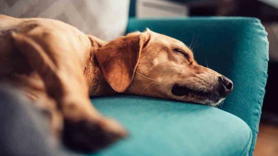 Dogs leave smells on the sofa