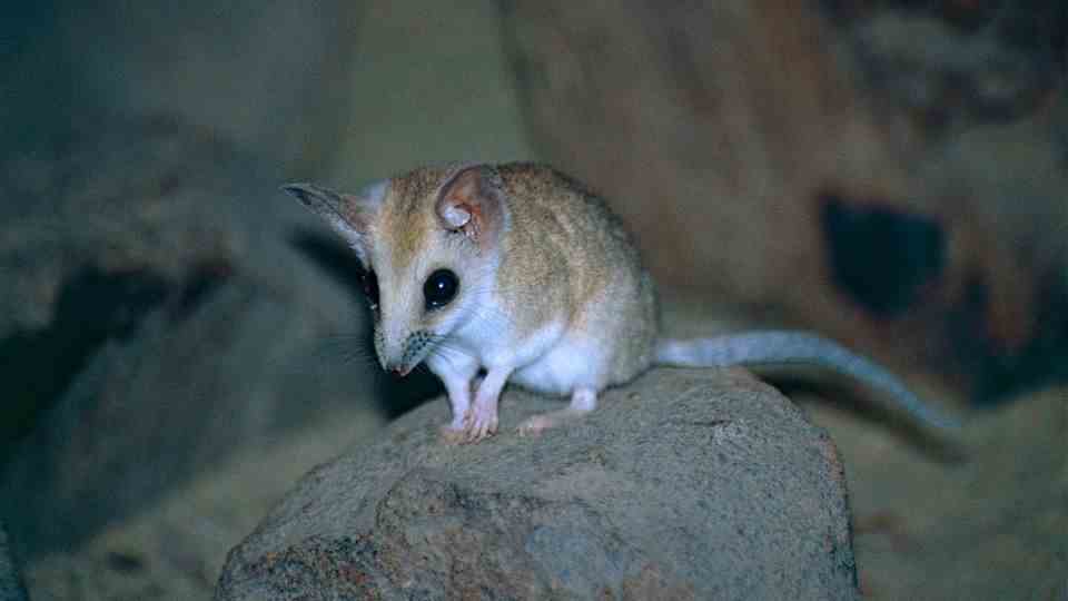 A thick-tailed narrow-footed pouch mouse.  The animal is said to help revive the Tasmanian tiger.