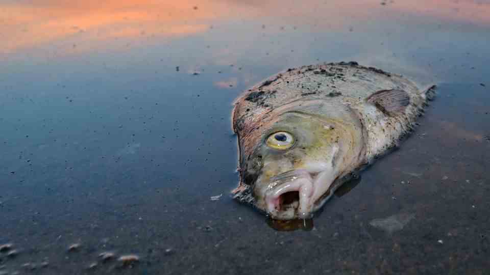A dead fish lies in shallow water reflecting the sunrise