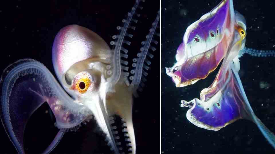 Indonesia: Fascinatingly beautiful sea creatures – here "dances" a rare hole octopus